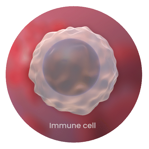 Immune cell animation